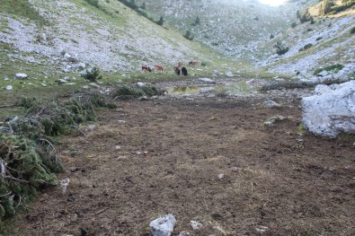 nekontrolisana ispaša stoke / uncontrolled grazing